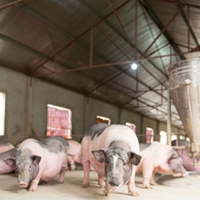 Duy trì và phát triển giống lợn Móng Cái thuần chủng theo Chuỗi VfSC