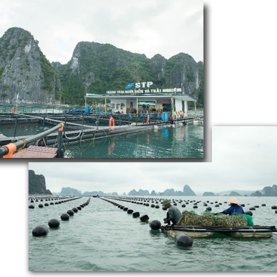 Hợp tác xã nuôi trồng thủy sản Phất Cờ (HTX Phất Cờ- xã Hạ Long, huyện Vân Đồn, Quảng Ninh