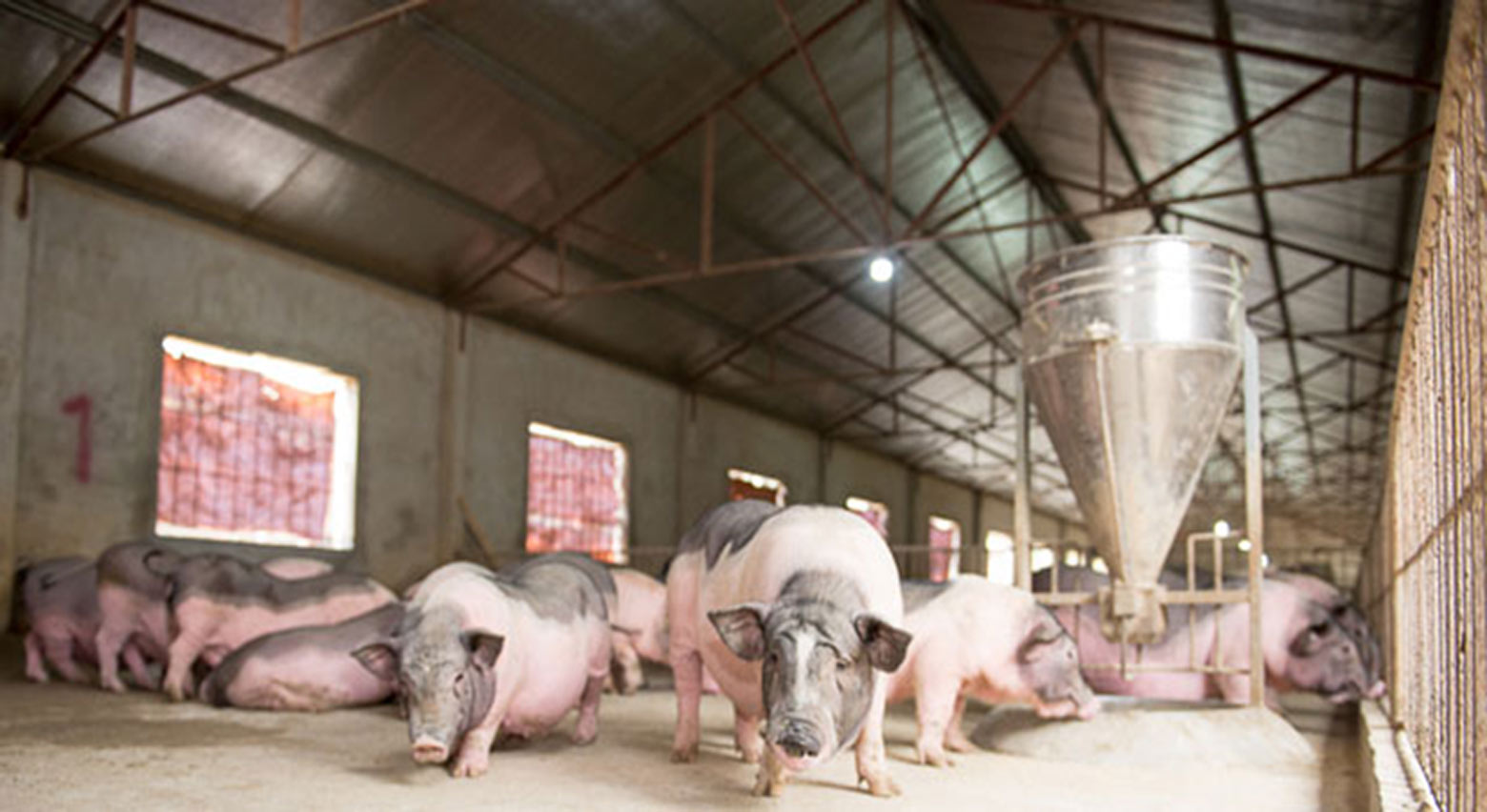 Lợn Móng Cái nuôi và quản lý theo quy trình của Chuỗi VfSC.