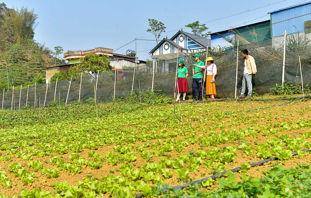 Farm trồng rau ăn lá trái vụ của HTX nông nghiệp hữu cơ và kết nối cung cầu Mộc Châu