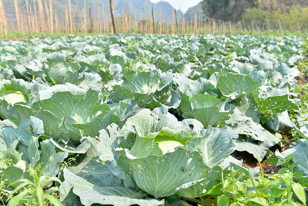Farm trồng bắp cải trái vụ của HTX nông nghiệp hữu cơ và kết nối cung cầu Mộc Châu