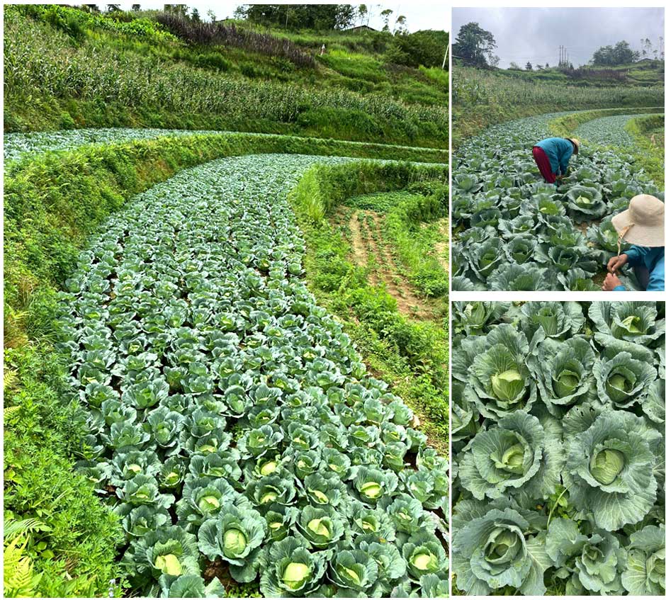 Để đảm bảo vệ sinh an toàn thực phẩm, ông Nam cho biết, Farm trồng bắp cải của HTX đã áp dụng phần mềm VfSC để quản lý, giám sát kỹ thuật 