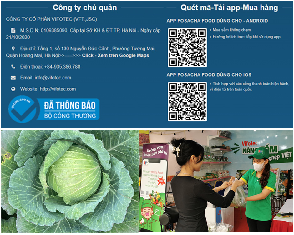 Rau bắp cải trái vụ đang được Công ty Cổ phần Vifotec cung ứng tại thị trường Hà Nội trên app Fosach Food