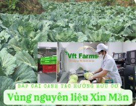 canh-tac-bap-cai-huong-huu-co.png