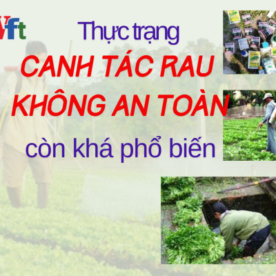 Tác hại khi tiêu dùng rau không an toàn